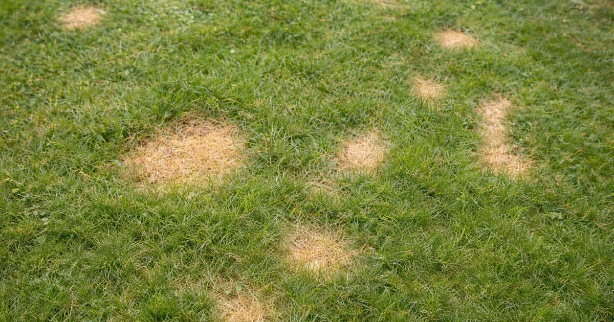 Beschadigd grasveld met droge plekken